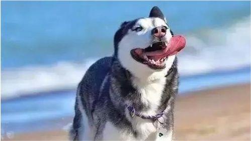 二哈视频爆料大全下载,笑料横生的萌宠瞬间回顾